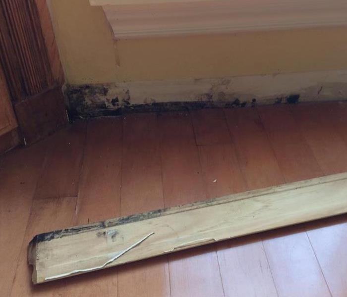 Mold under baseboard